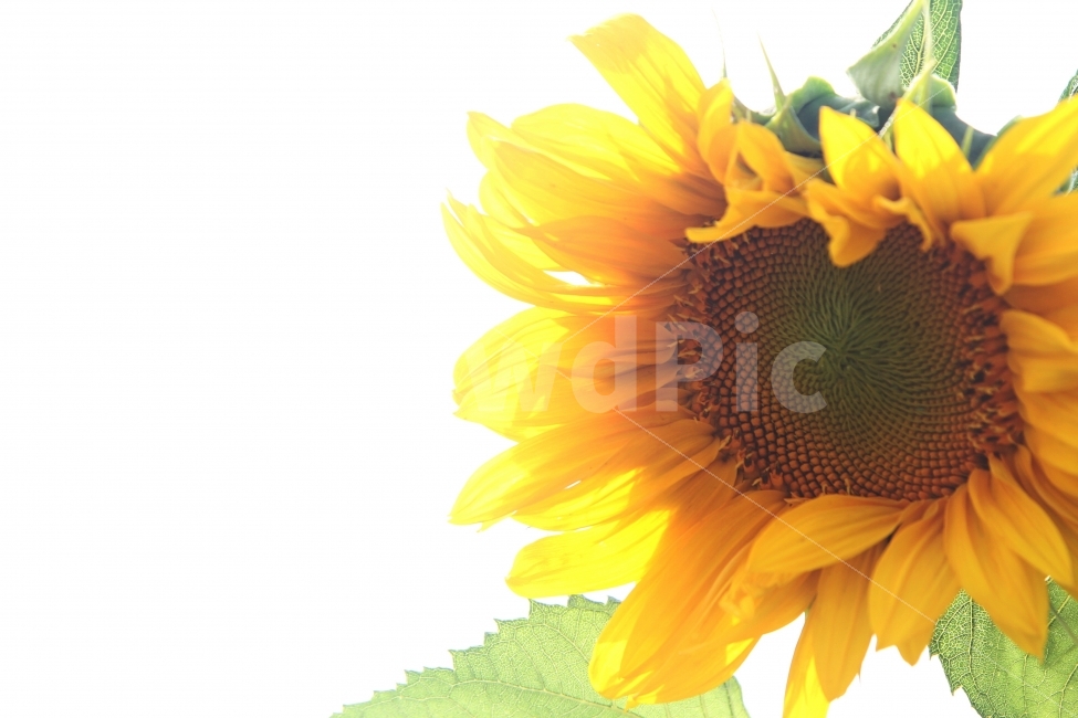해바라기꽃,꽃,가을꽃,식물,자연,감성사진,식물,자연,plants,nature,꽃,flower