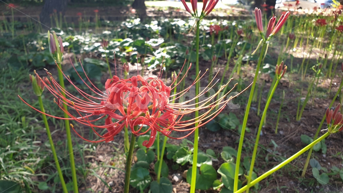 plant,식물,꽃,꽃무릇,석산화,식물,자연,plants,nature,꽃,flower