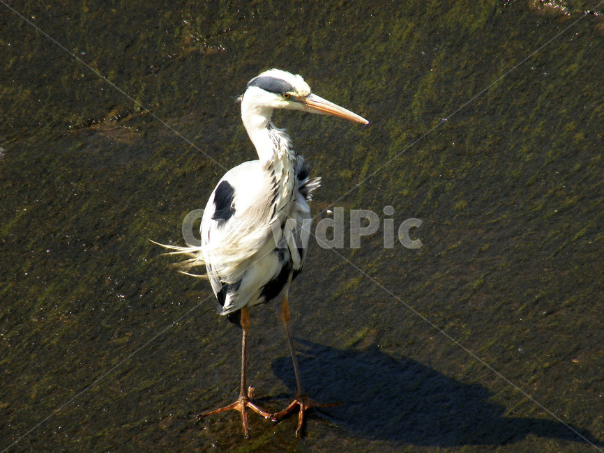 왜가리,조류,새,동물,부리,날개,동물,animal,조류,새,birds