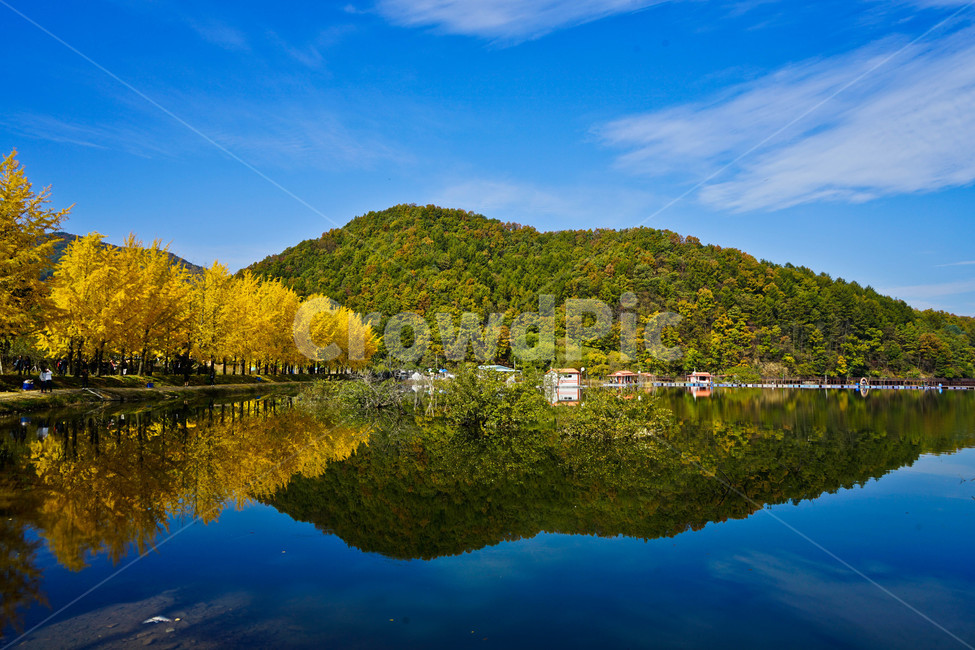 은행나무,단풍,저수지,반영,가을,자연,풍경,nature,landscape,한국자연풍경,한국자연경관,korea nature landscape,water,물,outdoors,옥외,lake,호수