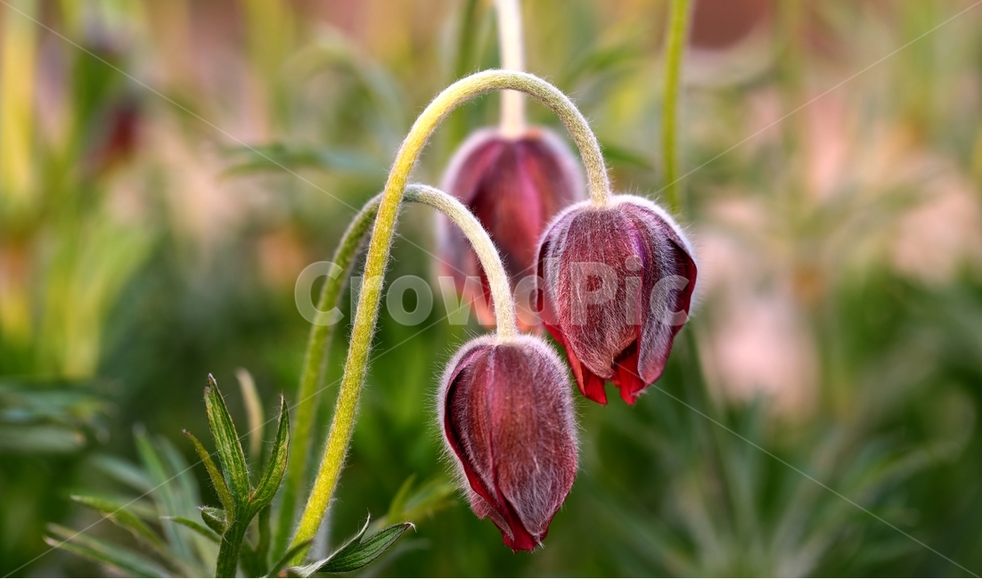 할미꽃,제장마을,동강,꽃,봄,식물,자연,plants,nature,꽃,flower