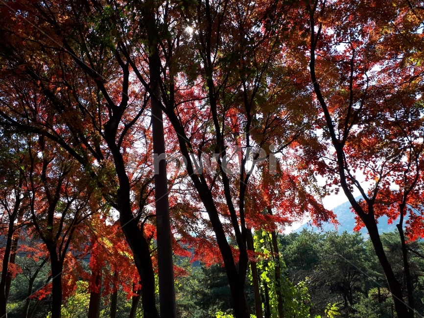 단풍,가을,단풍나무,단풍잎,나무,가을,계절,fall,autumn,season,식물,자연,plants,nature,나무,trees,wood,tree,plant,tree trunk,나무 줄기