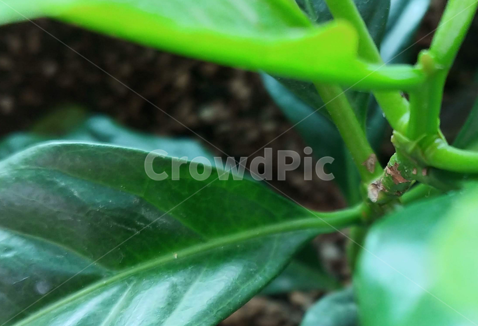 plant,식물,잎,leaf,화초,파릇파릇한,식물,자연,plants,nature