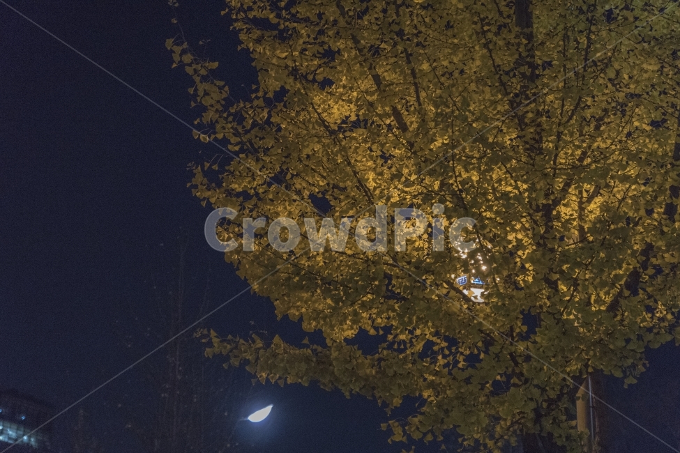 야경,단풍,밤,나무,빛,가로등,가을,계절,fall,autumn,season,야경,밤,풍경,nightscape,night,landscape,식물,자연,plants,nature,나무,trees,wood,tree,plant