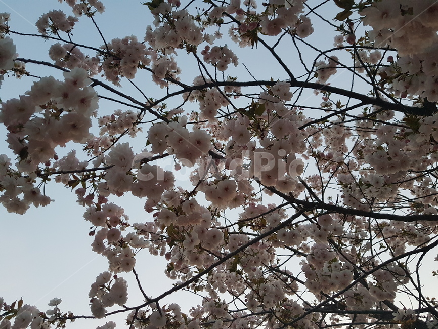 자연,벚꽃,힐링,저녁벚꽃,분홍색,꽃잎