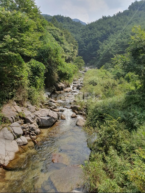 자연,계곡,산,여름,물