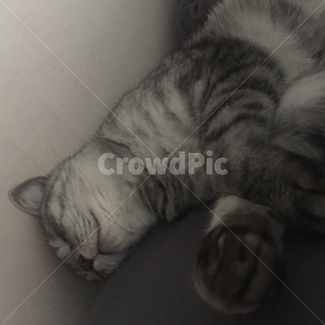 수면,개냥이,고양이,동물,애완동물,반려동물,귀여움,포유류,animal,mammal,kitty,kitten,냐옹이,표정,휴식,힐링,냥이,feelimg