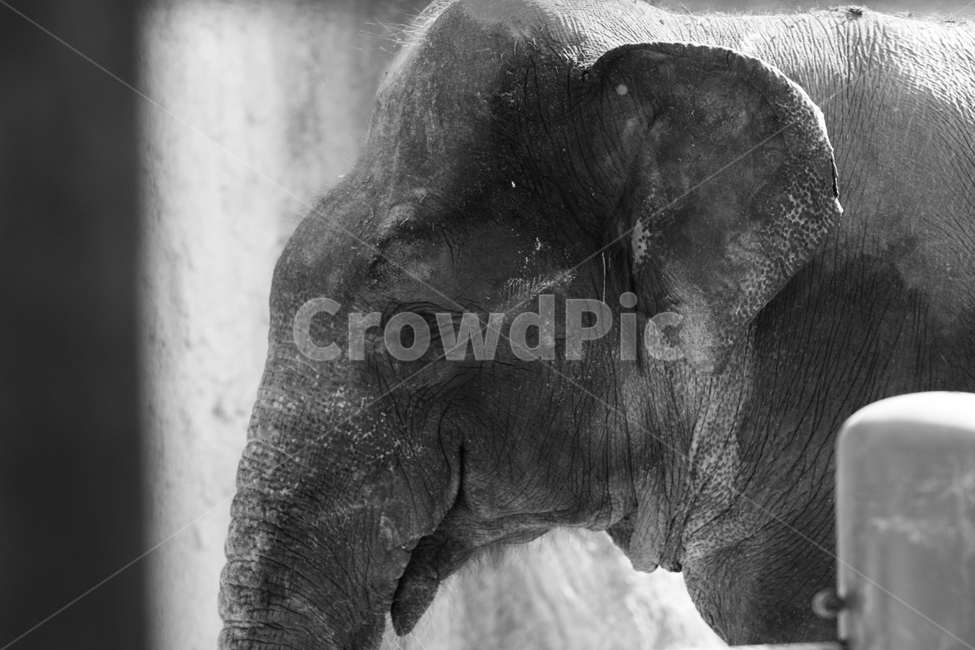 코끼리,동물,동물원,어린이대공원,elephant,동물,animal,포유류,mammal,흑백,모노톤,monochrome,black and white