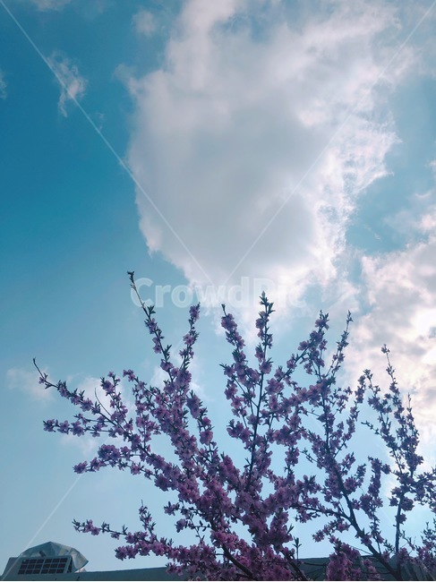 벚꽃,하늘,구름,풍경,봄