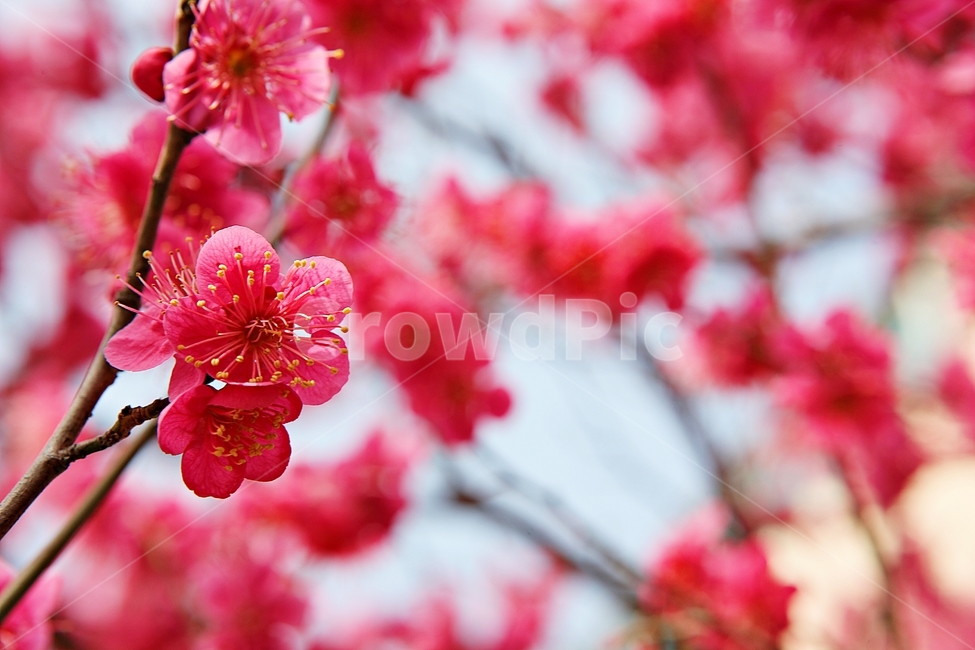 매화,홍매화,매화꽃,꽃,봄꽃,봄,식물,자연,공원,꽃잎,식물,자연,plants,nature,꽃,flower