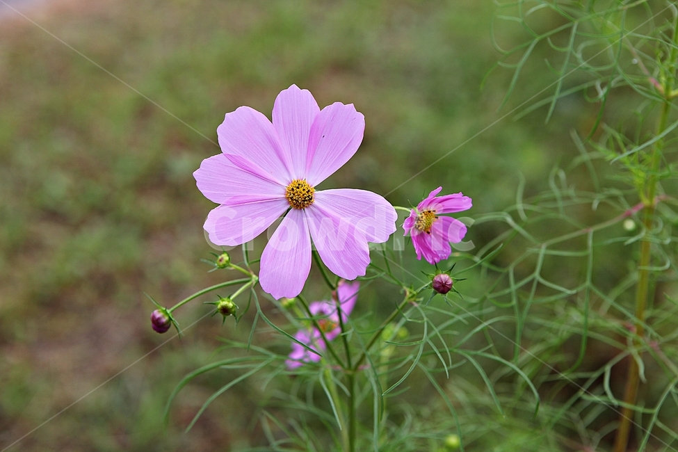코스모스,꽃,꽃잎,잎,식물,자연,가을,계절,fall,autumn,season,식물,자연,plants,nature,꽃,flower,blossom,geranium,제라늄,plant