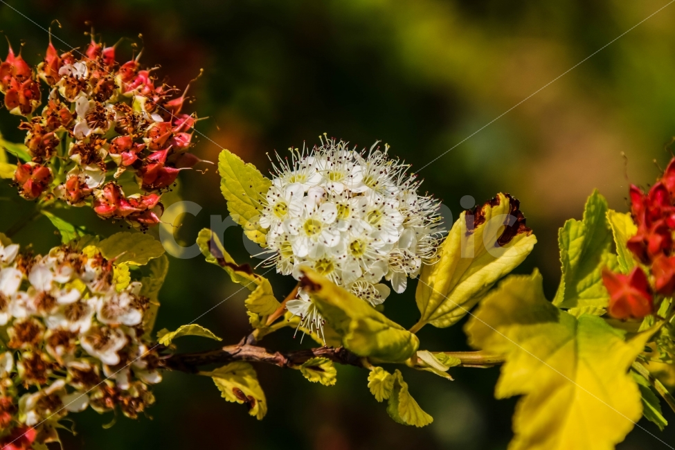 꽃,접사,사진,풍경,여름,식물,자연,plants,nature,꽃,flower
