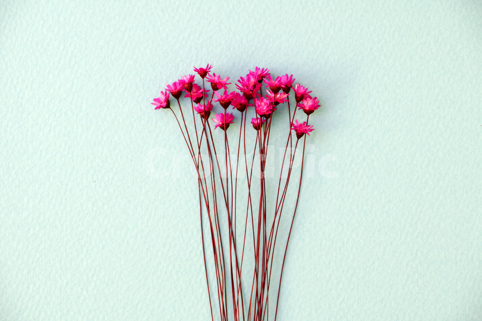 드라이플라워,말린꽃,꽃,식물,건조,꽃,flower