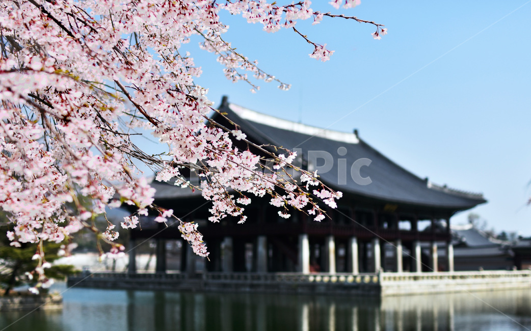 plant,식물,flower,blossom,꽃,경복궁,벚꽃,체리블라썸,cherryblossom,궁