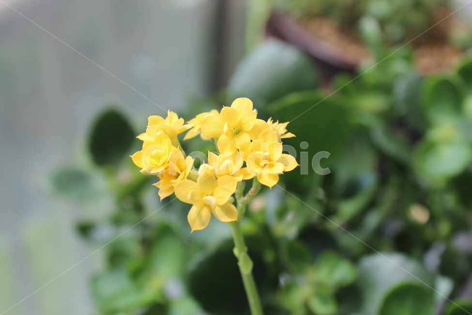 실내,베란다,화분,봄,꽃,노랑,식물,자연,plants,nature,꽃,flower