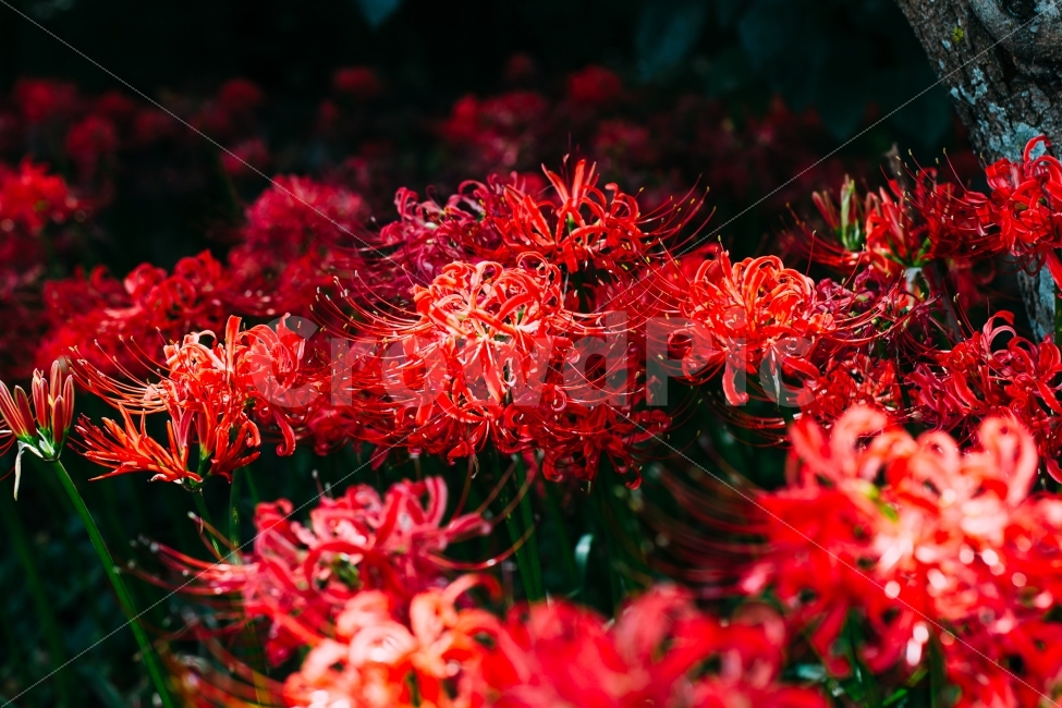 식물,꽃무릇,상사화,꽃,공원,식물,자연,plants,nature,꽃,flower