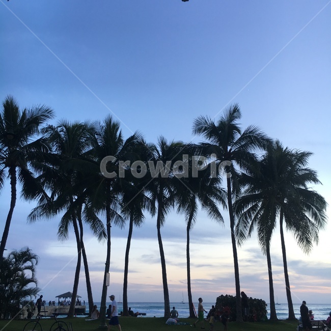 야자수,하와이,노을,하늘,바다,휴양지,자연,자연,풍경,nature,landscape,plant,식물,palm tree,tree,나무