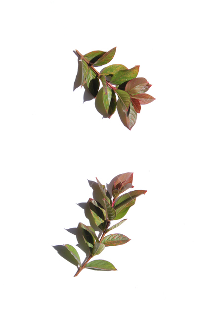 autumn,blueberry,blueberryleaf,blueberryleaves,branch,closeup,fall,green,leaf,leaves,nature,plant,red,white,가을,블루베리,블루베리잎,가지,나뭇가지,나뭇잎,잎,잎사귀,낙엽,식물,자연,흰배경,빨강,레드,그린,녹색,붉은색,물들다,물든,식물,자연,plants,nature,누끼,remove background