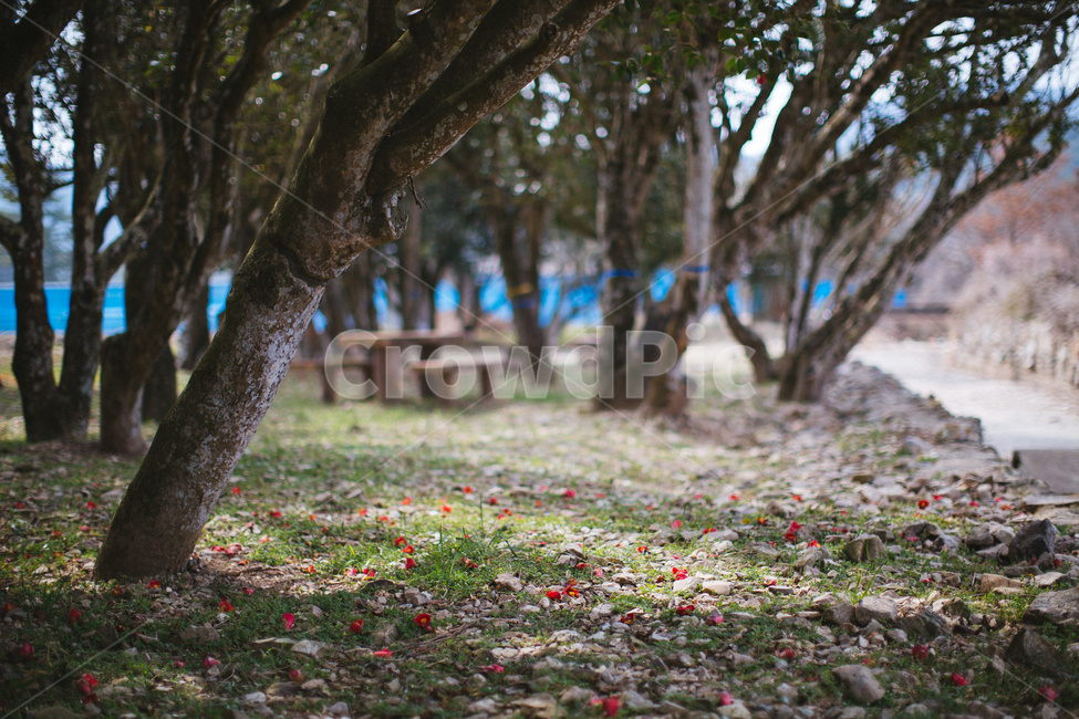 봄,동백,꽃,나무,식물,자연,풍경,빨간색,자연,풍경,nature,landscape,tree,tree trunk,나무 줄기,plant,ground,바닥