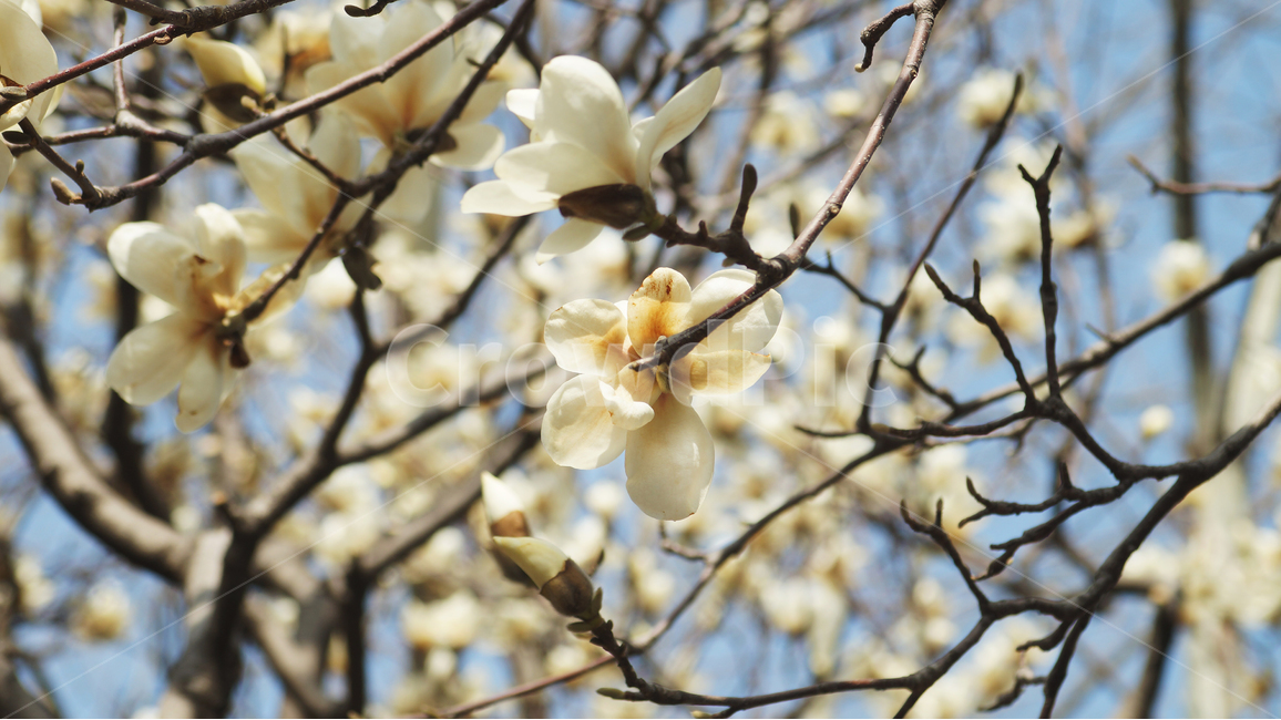 백합,꽃,꽃나무,나뭇가지,따뜻함,봄,정서,감성,봄,계절,spring,season,식물,자연,plants,nature,꽃,flower,plant,blossom,petal,꽃잎