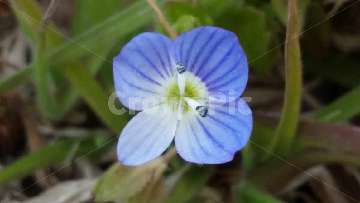 제라늄,geranium,blossom,plant,식물,flower,꽃