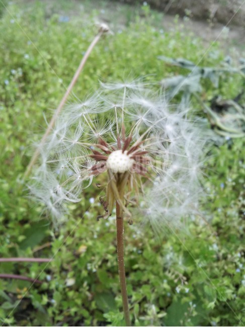 민들레,꽃,씨앗,바람에흩날리는,솜털,마지막,흩날림,바람,꽃씨,국화