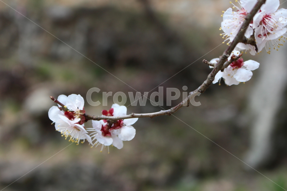 꽃,매화,나무,flower,plumblossom