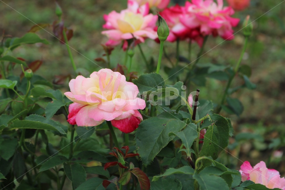 장미,꽃,식물,자연,초록,rose,bara,flower,hana,plants,shokubutsu,nature,green,midori,분홍,pink,pinku,진분홍,식물,자연,plants,nature,꽃,flower