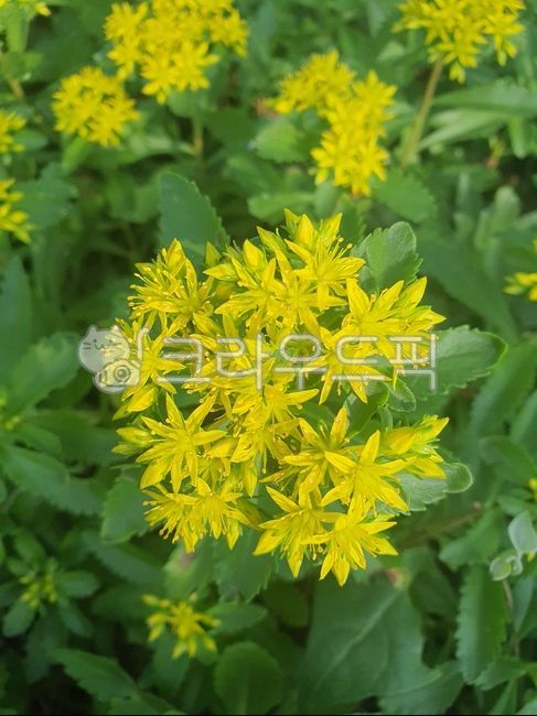 flowers on the beach,yellow flower,leaf,flower