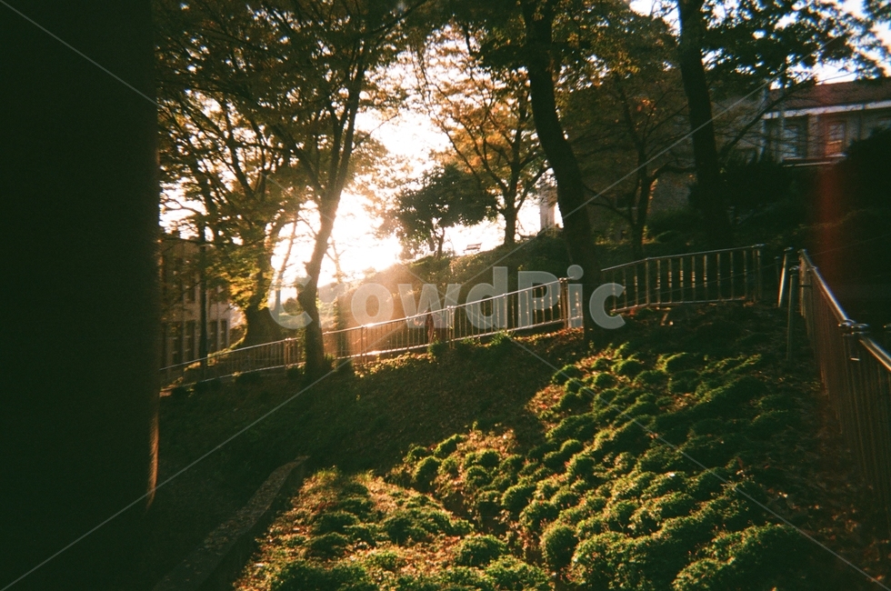 빛,나무,감성,몽환,필름카메라,자연,풍경,nature,landscape,휴식,힐링,rest,relaxation,healing,light,flare,플레어,sunlight,햇빛
