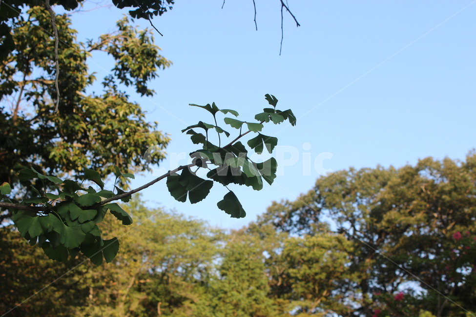 여름,시골,summer,자연,나무,하늘,sky,blue,tree,green,분위기,계절,한국자연풍경,감성사진