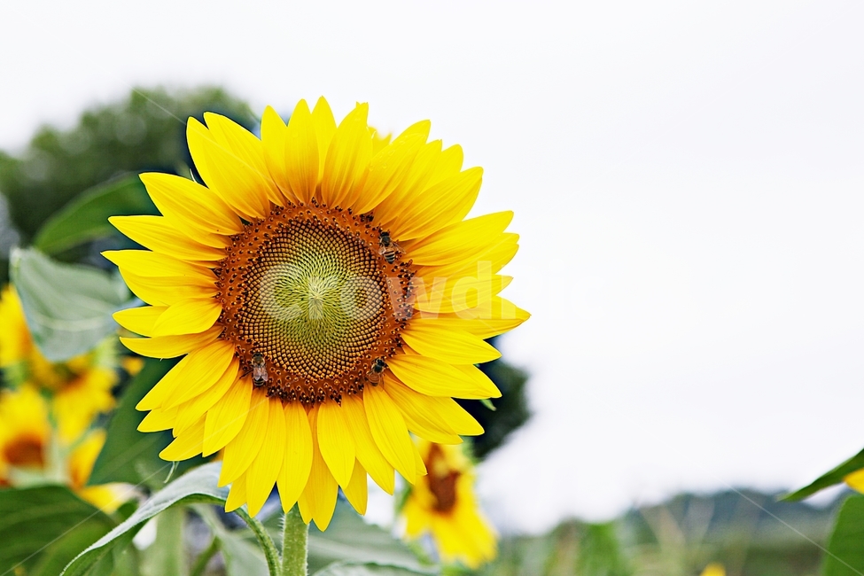해바라기,꽃,씨,꽃잎,식물