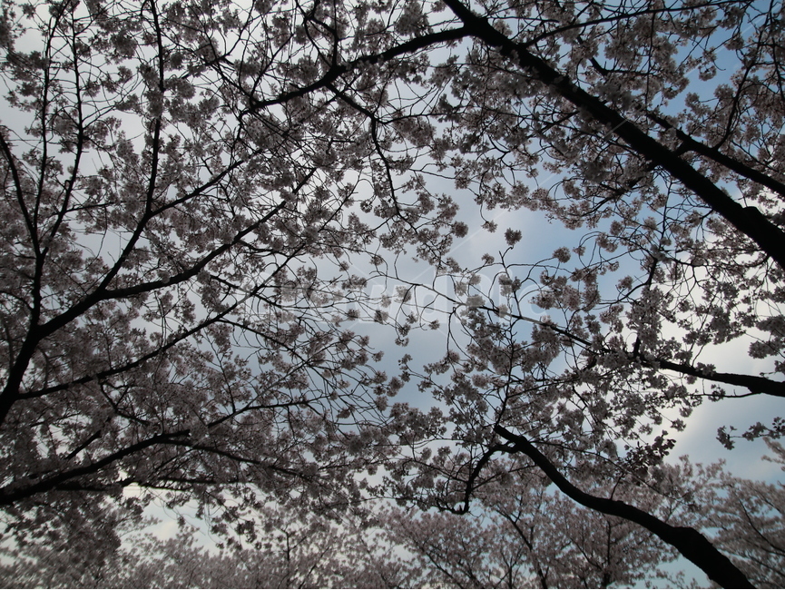자연,벚꽃,봄,하늘,나무,구름,파랑,핑크,봄,계절,spring,season,plant,식물,tree,blossom,꽃,cherry blossom,flower
