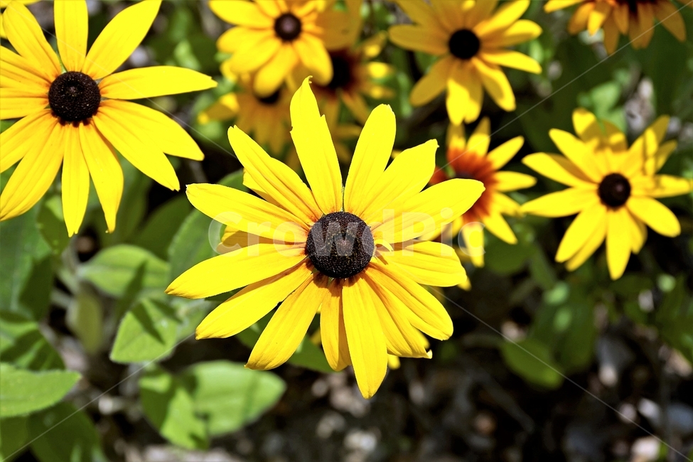 루드베키아,rudbeckia,암술,coneflower,삼잎국화,국화과,식물,꽃,노랑,floral,plant,stigma,화사함,샛노랑,꽃잎,식물,자연,plants,nature,꽃,flower