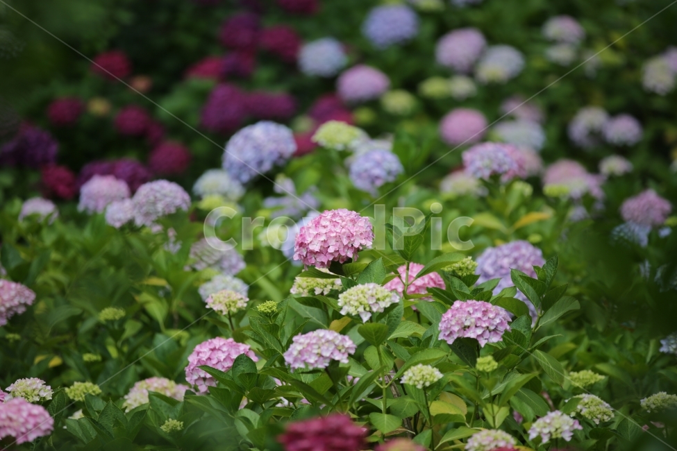 수국,꽃밭,Bigleafhydrangea,쌍떡잎식물,장미목,범의귀과,낙엽관목,식물,자연,plants,nature,꽃,flower
