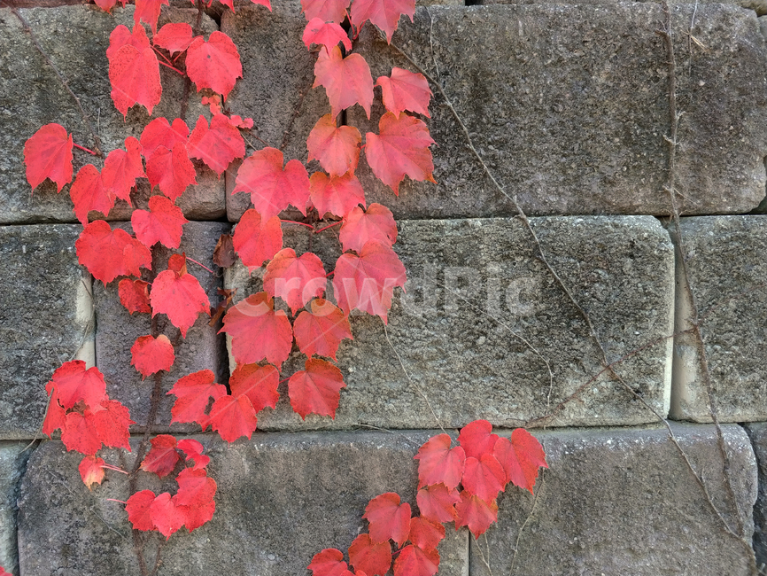 낙엽,가을,벽,식물,덩굴,덩굴식물,덩굴나무,빨강,red,leaf,잎,plant,tree,나무