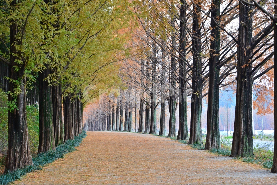 path,통로,walkway,보도,plant,식물,tree,나무,treetrunk,나무줄기,담양,메타길,메타스콰이어길,메타길가을,계절,추색,만추,낙옆,낙옆길