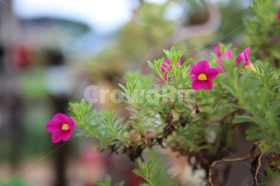 꽃,자연,초록,분홍색,노랑색,식물,자연,plants,nature,꽃,flower