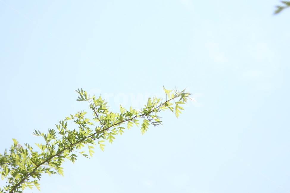 이팝나무꽃,흰색,봄,파랑하늘,맑음,식물,자연,plants,nature