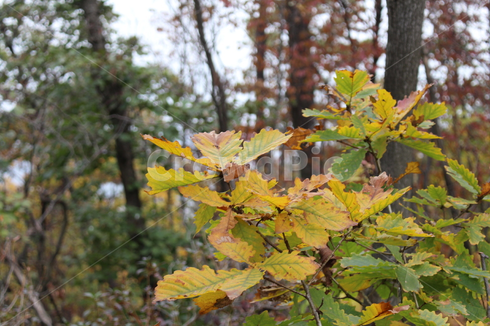 leaf,잎,plant,식물,tree,나무,가을,산,등산