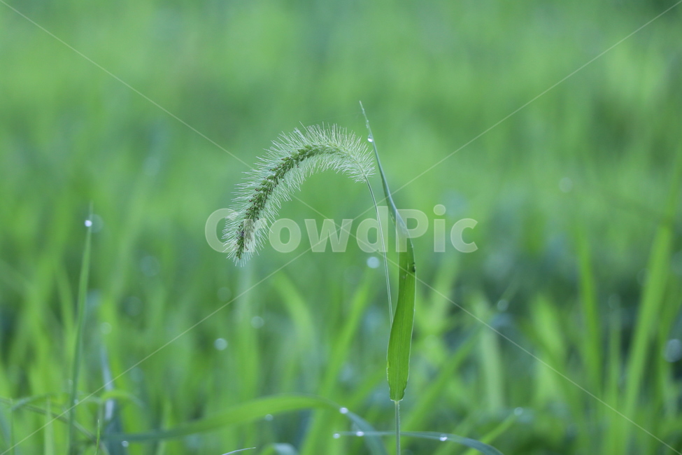 강아지풀,아침,이슬,7월,초록,풀,강가,식물,자연,plants,nature,휴식,힐링,rest,relaxation,healing