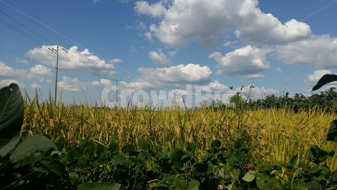 들판,구름,논,가을하늘,흰구름,자연,풍경,nature,landscape,outdoors,옥외,field,들,grassland,목초지