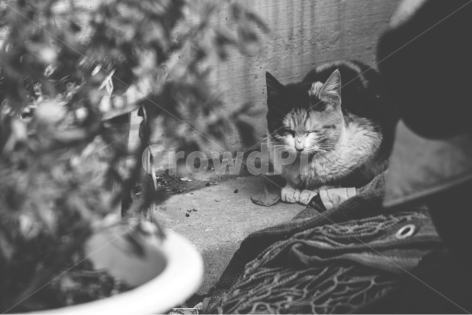 인천,만석동,괭이부리마을,고양이,cat,길고양이,길냥이,streetcat,소원,기도,동물,animal,포유류,mammal,고양이,cat,kitten,kitty,흑백,모노톤,monochrome,black and white