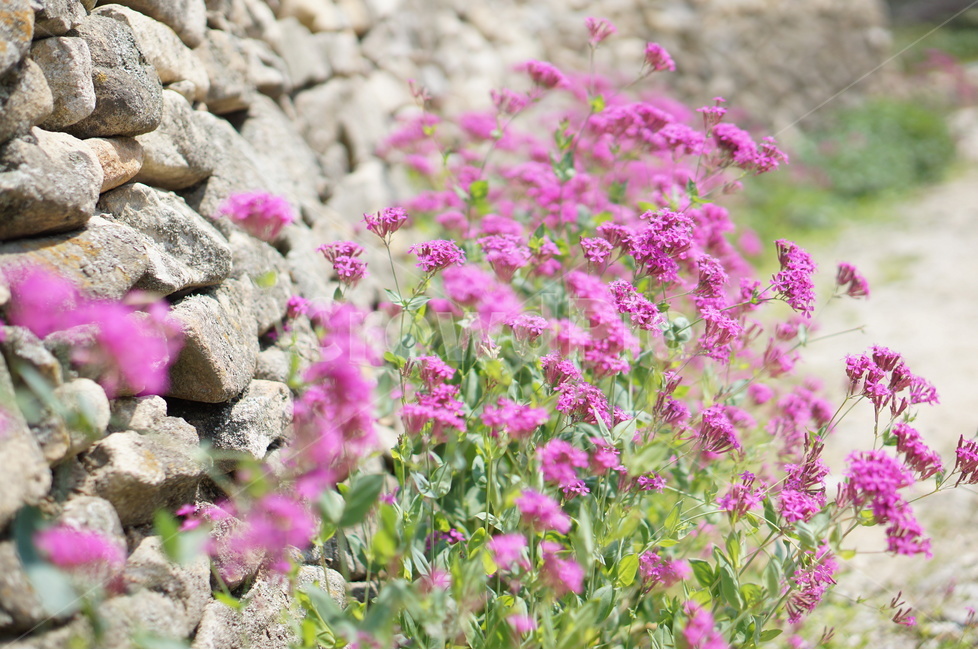 꽃,돌담길,핑크,봄,풍경,외암민속마을,식물,자연,plants,nature,꽃,flower