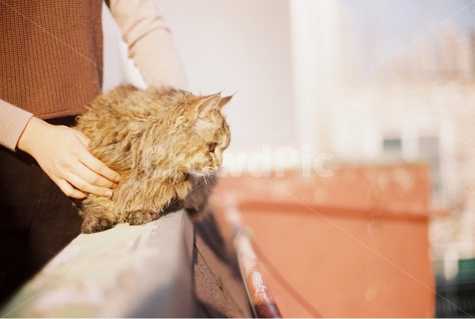 고양이,셀커크렉스,selkirkrex,옥상,외출,구경,옥탑,cat,반려동물,동물,animal,포유류,mammal,고양이,cat,kitten,kitty,감성,sensible,feeling