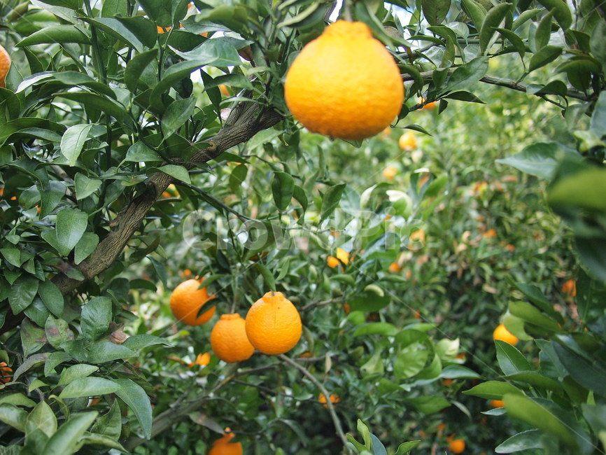 한라봉,농장,한라봉농장,jejuorange,hallabong,farm,한라봉나무,나무,제주도