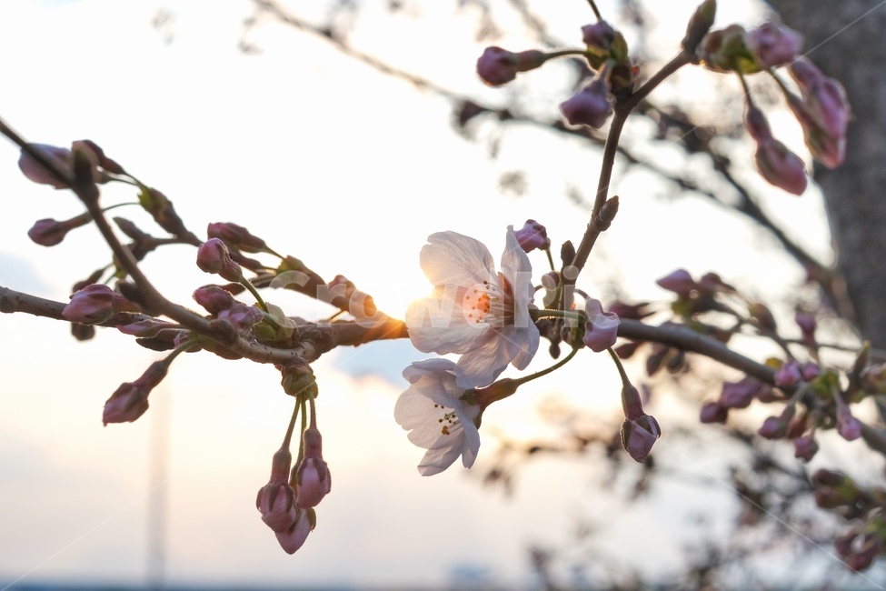 꽃,벚꽃,봄,감성,오후,봄,계절,spring,season,plant,식물