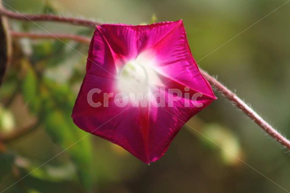 나팔꽃,꽃,식물,morningglory,lobedleafpharbitis,식물,자연,plants,nature,꽃,flower