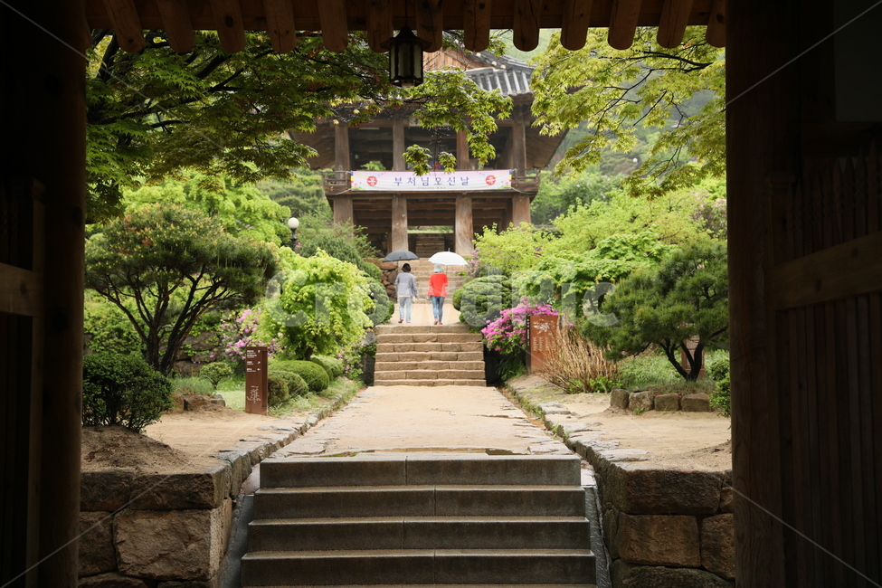 영주,부석사,사찰,전통가옥,나무,한국전통,한국문화,korean traditional,korean culture,종교,신앙,religion,belief,faith