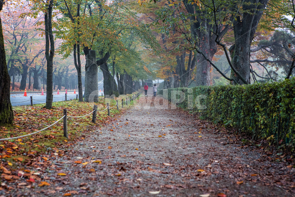 가을길,길,낙엽,단풍,나무,tree,잎,leaf,가을,계절,fall,autumn,season,자연,풍경,nature,landscape,식물,plants,나무,trees,wood,plant,tree trunk,나무 줄기,ground,바닥
